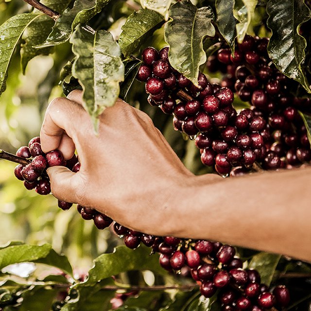 Loja Gro Espresso